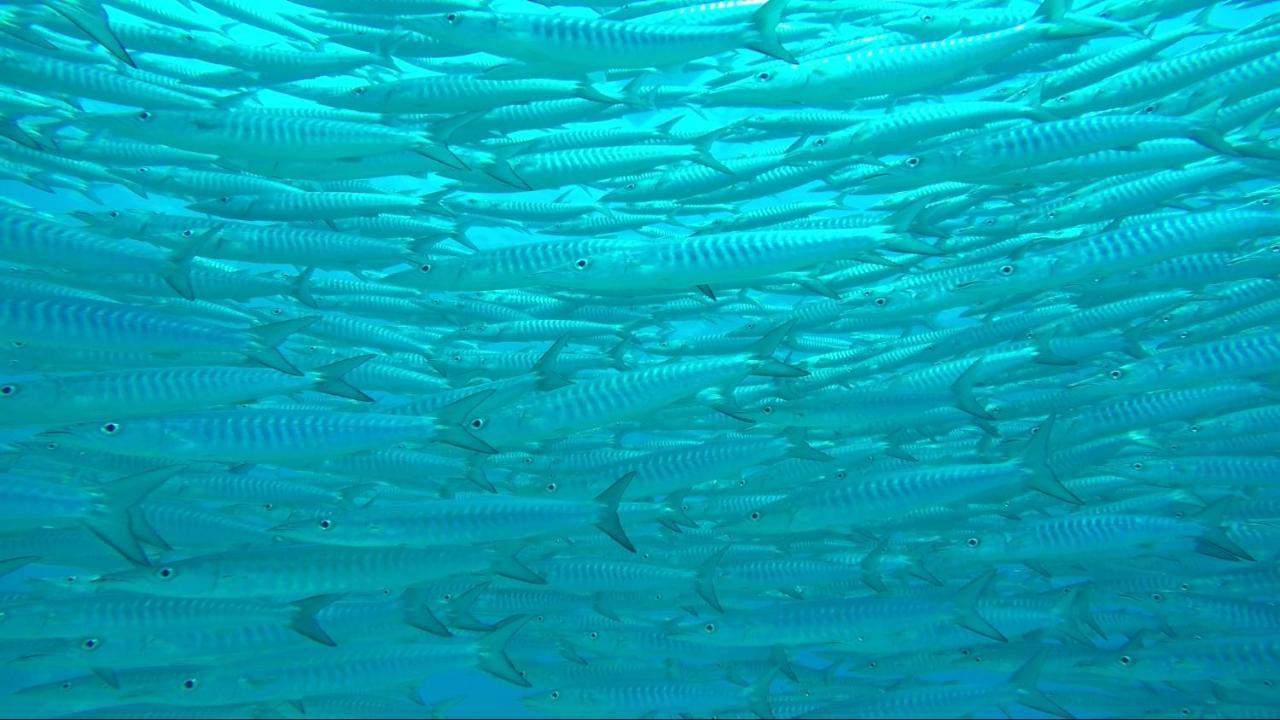 Apo Diver Beach Resort San Juan  Esterno foto