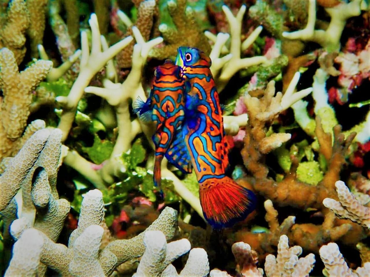 Apo Diver Beach Resort San Juan  Esterno foto